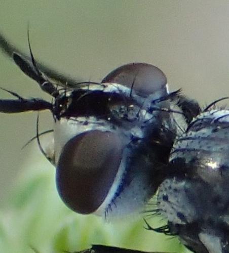 Cylindromyia sp.